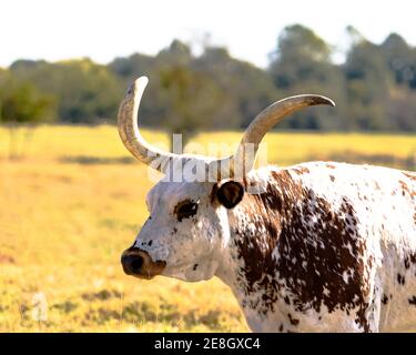 Longhorn sterzare in posizione orizzontale Foto Stock