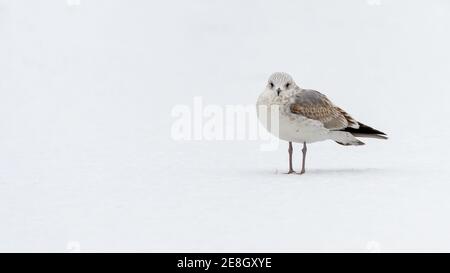 Un gabbiano comune in piedi sulla neve Foto Stock