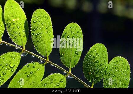 Foglie di Robinia pseudoacacia, comunemente note come locusta nera, con gocce di pioggia Foto Stock