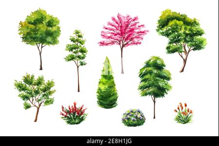 Set di illustrazioni, cespugli e fiori disegnati a mano su alberi d'acqua isolati su bianco. Raccolta di varie piante dipinte a mano Foto Stock