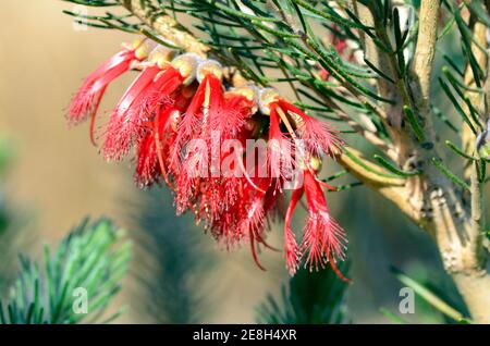 Calotamnus quadrifidus 'Grigio', originario dell'Australia e utilizzato nel giardinaggio come ornamentale Foto Stock