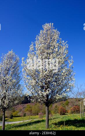 Pyrus calleryana 'Chanticleer' in fiore. Specie autoctone di Cina e Taiwan usate nel giardinaggio Foto Stock