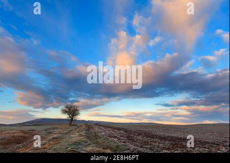 Paesaggio invernale collinare. Tra Puglia e Basilicata: Albero solitario dominato da nuvole al tramonto. Strada di campagna su una fredda mattina d'inverno. Foto Stock