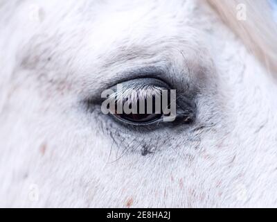 Primo piano dell'occhio di un mare andaluso grigio. Foto Stock