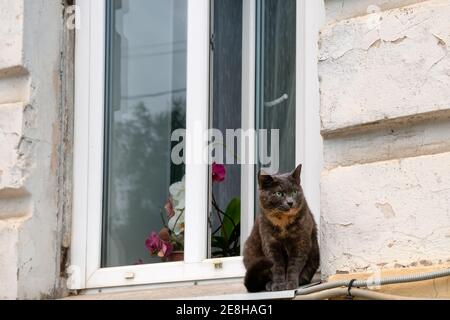 Bel gatto dagli occhi verdi si siede sulle strade sul davanzale davanti alla finestra Foto Stock