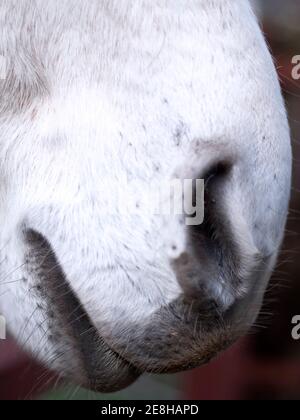 Primo piano di narici e labbra di un cavallo andaluso grigio. Foto Stock