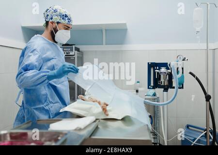 Vista laterale di veterinario maschile anonimo in uniforme sterile e. maschera che copre il paziente animale con tessuto prima di un intervento chirurgico in ospedale Foto Stock