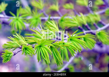 Pseudolarix amabilis, albero nativo della Cina che è coltivato per la sua bellezza Foto Stock