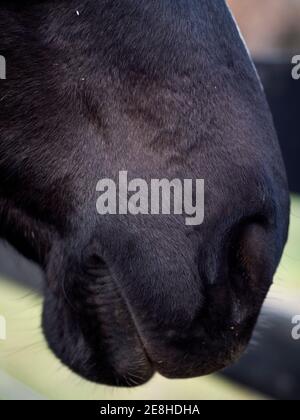 Primo piano verticale di narici e labbra di un cavallo nero annoveriano. Foto Stock