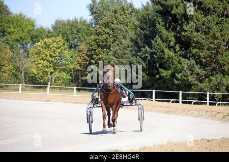 imbracatura cavallo trotter razza in movimento ippodrome Foto Stock