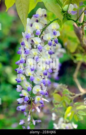 La glicemia sinensis, comunemente conosciuta come glicine cinese, è una pianta originaria cinese coltivata per la sua bellezza. Giardino botanico di Iturraran, Gipuzkoa, Foto Stock