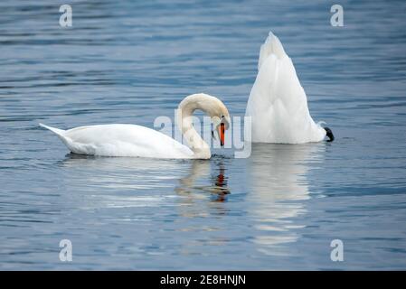 Mute cigni (Cygnus olor), foraging, Vorarlberg, Austria Foto Stock