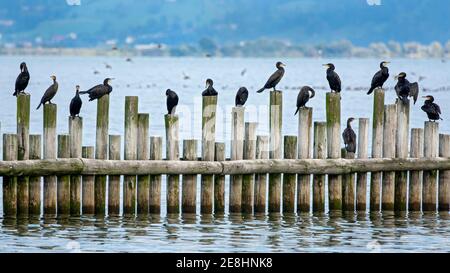 Grande cormorano (Phalacrocorax carbo), gregge, seduto su pali nel lago, Vorarlberg, Austria Foto Stock