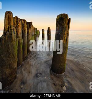 Vecchio groyne sulla spiaggia del Mar Baltico all'alba, vicino Graal-Mueritz, Meclemburgo-Vorpommern, Germania Foto Stock