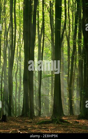 Faggeta nella calda luce del sole mattutino, il sole splende attraverso la nebbia mattutina, Stubnitz, il Parco Nazionale di Jasmund, Patrimonio Naturale dell'Umanità dell'UNESCO Foto Stock