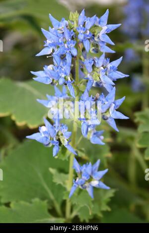 Coleo Blu - Coleo thyrsoideus sin. Plectranthus thyrsoideus, Solenostemon thyrsoideus Foto Stock