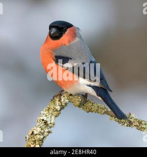 Bullfinch eurasiatico, bullfinch (Pyrrhula pirrhula), maschio seduto su un ramo coperto di lichene, Swabian Alb Biosfera Reserve, Baden-Wuerttemberg Foto Stock