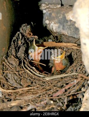 primo piano di robin rosso-coda accoccolato, nel nido accatastato da erba di fieno, stanno aprendo la loro bocca, in attesa di cibo, molto carino. Foto Stock