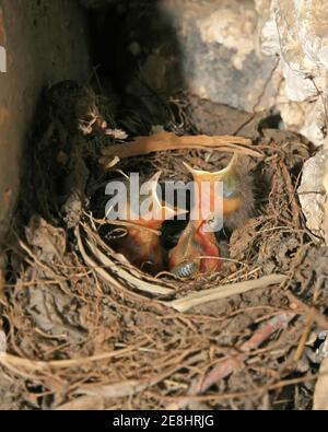 primo piano di robin rosso-coda accoccolato, nel nido accatastato da erba di fieno, stanno aprendo la loro bocca, in attesa di cibo, molto carino. Foto Stock