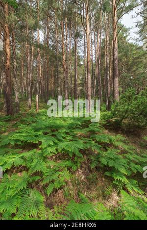 Abbondante foresta densa con alti alberi verdi e lussureggiante verde cespugli fern in chiaro giorno d'estate Foto Stock