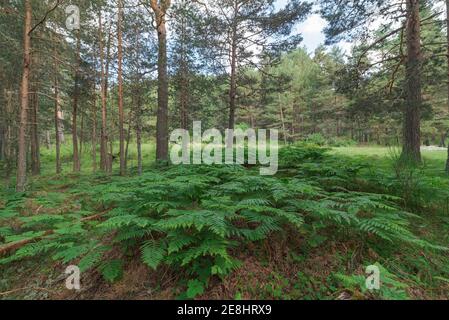 Abbondante foresta densa con alti alberi verdi e lussureggiante verde cespugli fern in chiaro giorno d'estate Foto Stock