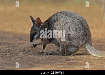 Derby wallaby (Macropus eugenii), wallaby tammar, wallaby dama, adulto, femmina, foraging, Kangaroo Island, Australia del Sud, Australia Foto Stock