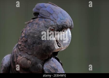 Cockatoo nero a coda rossa (Calyptorhynchus banksii), ritratto per adulti, Kangaroo Island, Australia del Sud Foto Stock