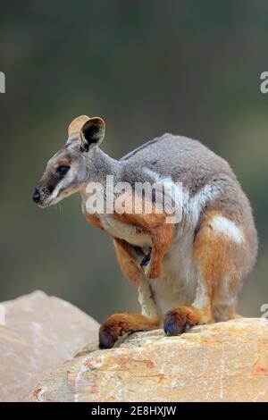 Wallaby di roccia dal piede giallo (Petrogale xanthopus), adulto, rock, alert, Australia del Sud Foto Stock