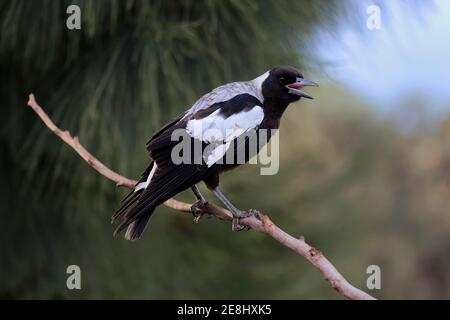 Australian magpie (Gymnorhina tibicen), subadult, in filiale, chiamata, Kangaroo Island, Australia del Sud, Australia Foto Stock