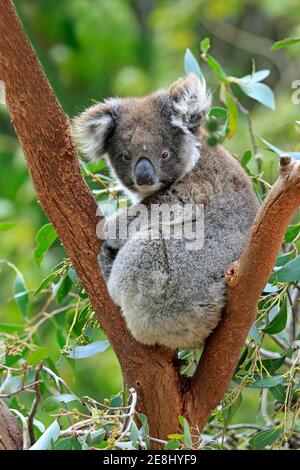 Koala (Phascolarctos cinereus), adulto, su albero, Kangaroo Island Wildlife Park, Parndana, Kangaroo Island, Australia del Sud Foto Stock