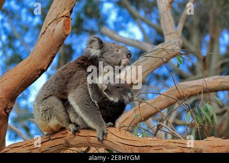 Koala (Phascolarctos cinereus), madre con giovane seduto su albero, comportamento sociale, Parndana, Kangaroo Island, Australia del Sud, Australia Foto Stock