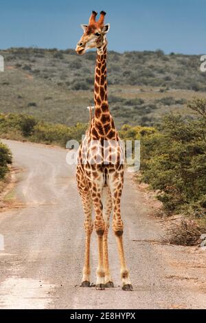 Giraffe in un safari nella riserva di gioco di Amakhala in sudafrica Foto Stock