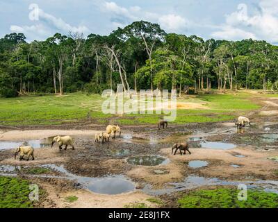 Elefanti della foresta africana (Loxodonta cyclotis) a Dzanga Bai, patrimonio mondiale dell'UNESCO vista Dzanga-Sangha Riserva speciale, Africa centrale Foto Stock