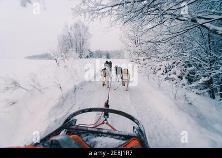 Vista posteriore dei cani da slitta che tirano la slitta su una strada innevata tra alberi senza foglie che crescono nella foresta invernale contro il cielo nuvoloso Foto Stock