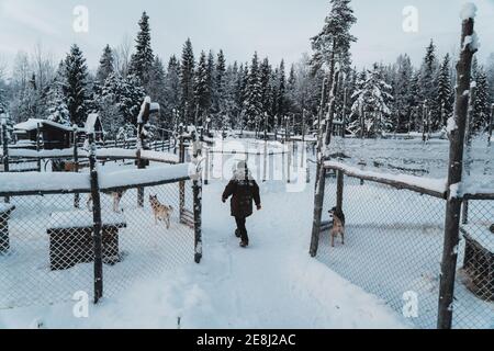 Vista posteriore del viaggiatore irriconoscibile in caldo outerwear che cammina terreno nevoso vicino a cani da slitta in piedi in canili vicino conifere foresta contro clou Foto Stock