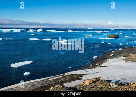 Foca da pelliccia antartica (Arctocephalus gazella), Bluff marrone, Penisola Tabarina, Antartide Foto Stock