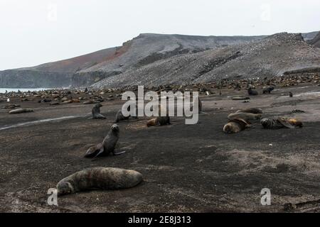 Foche da pelliccia antartica (Arctocephalus gazella) e un'enorme colonia di pinguini Chinstrap (Pigoscelis antartide) su una spiaggia vulcanica nera, l'isola di Saunders Foto Stock