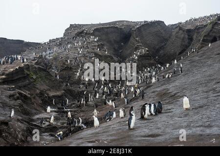 Chinstrap colonia di pinguini (Pigoscelis antartide), isola di Saunders, isole Sandwich del Sud, Antartide Foto Stock
