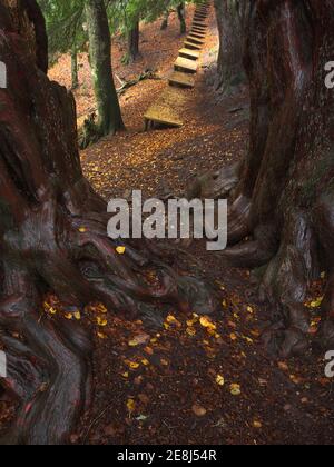 Alberi spessi con radici grandi sopravsviluppate che crescono in bosco vicino sentiero in legno all'inizio del giorno d'autunno Foto Stock