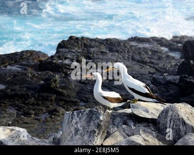 Due Boobies Nazca (Sula granti) su rocce laviche, Punta Suarez, Espanola Island, Galapagos, Ecuador Foto Stock