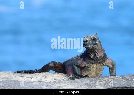 Iguana marina (cristata Amblyrhynchus), Iguana, Punta Suarez, Isola Espanola, Galapagos, Ecuador Foto Stock