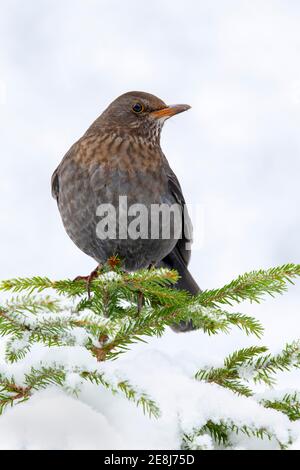 Blackbird (Turdus merula), femmina, seduta su un abete rosso, Terfens, Tirolo, Austria Foto Stock