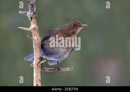 Blackbird (Turdus merula), donna, seduta su una filiale, Terfens, Tirolo, Austria Foto Stock