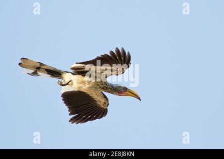 Southern Yellow-fattura Hornbill (Tockus leucomelas), volo, Etosha National Park, Namibia Foto Stock