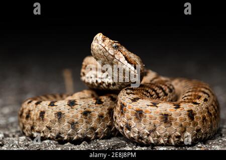 Primo piano del viper asp (Vipera Apisis) Foto Stock