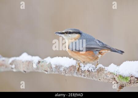 Nuthatch eurasiatico (Sitta europaea) sul ramo con neve, Assia, Germania Foto Stock