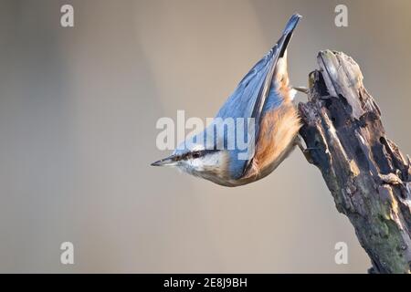 Nuthatch eurasiatico (Sitta europaea) nella filiale di Rotten, Assia, Germania Foto Stock