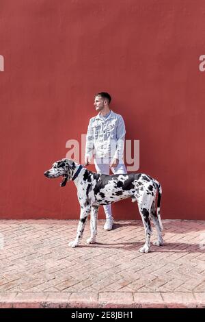 Uomo proprietario in piedi con grande cane Harlequin Great Dane durante passeggiate in città e guardate via Foto Stock