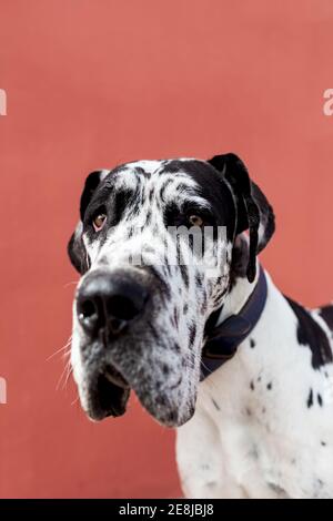 Adorabile calmo cane Harlequin Great Dane seduto su strada lastricata vicino al muro rosso e guardando via Foto Stock