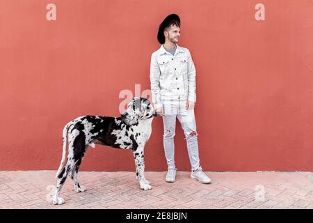 Uomo proprietario in piedi con grande cane Harlequin Great Dane durante passeggiate in città e guardate via Foto Stock